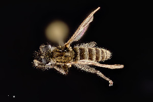  (Lasiopogon bitumineus - UAIC1138421)  @11 [ ] by (2021) Wendy Moore University of Arizona Insect Collection