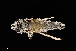  ( - UAIC1138423)  @11 [ ] by (2021) Wendy Moore University of Arizona Insect Collection