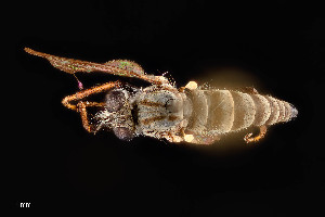  (Lasiopogon sp. tes-5 TAM - UAIC1138425)  @11 [ ] by (2021) Wendy Moore University of Arizona Insect Collection