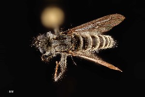  (Lasiopogon bivittatus - UAIC1138426)  @11 [ ] by (2021) Wendy Moore University of Arizona Insect Collection