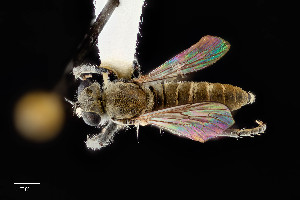  (Stichopogon arenicola - UAIC1138429)  @11 [ ] by (2021) Wendy Moore University of Arizona Insect Collection