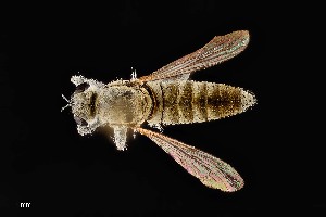  ( - UAIC1138430)  @11 [ ] by (2021) Wendy Moore University of Arizona Insect Collection