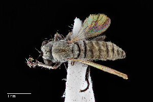  ( - UAIC1138432)  @11 [ ] by (2021) Wendy Moore University of Arizona Insect Collection