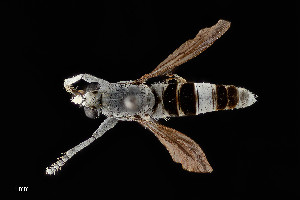  ( - UAIC1138434)  @11 [ ] by (2021) Wendy Moore University of Arizona Insect Collection