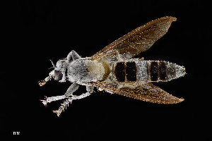  ( - UAIC1138436)  @11 [ ] by (2021) Wendy Moore University of Arizona Insect Collection