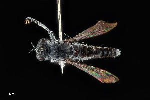  ( - UAIC1138438)  @11 [ ] by (2021) Wendy Moore University of Arizona Insect Collection