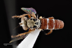  (Parataracticus melanderi - UAIC1138458)  @11 [ ] by (2021) Wendy Moore University of Arizona Insect Collection