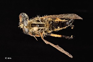  (Amblyonychus - UAIC1138475)  @11 [ ] by (2021) Wendy Moore University of Arizona Insect Collection
