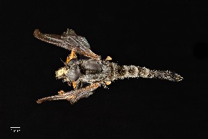  (Neoitamus brevicomus - UAIC1138477)  @11 [ ] by (2021) Wendy Moore University of Arizona Insect Collection