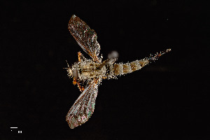  (Neoitamus sp. TAM1 - UAIC1138479)  @11 [ ] by (2021) Wendy Moore University of Arizona Insect Collection