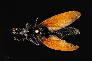  (Wyliea mydas - UAIC1138481)  @11 [ ] by (2021) Wendy Moore University of Arizona Insect Collection
