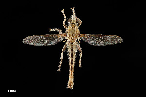  (Proctacanthella exquisita - UAIC1138482)  @11 [ ] by (2021) Wendy Moore University of Arizona Insect Collection