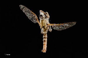  ( - UAIC1138485)  @11 [ ] by (2021) Wendy Moore University of Arizona Insect Collection