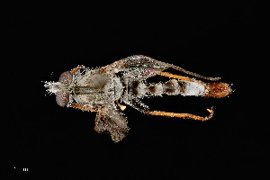  (Efferia zonata - UAIC1138489)  @11 [ ] by (2021) Wendy Moore University of Arizona Insect Collection