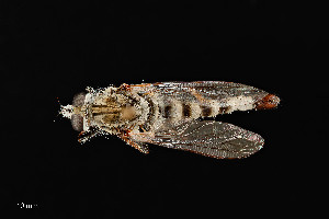  (Efferia vertebrata - UAIC1138490)  @11 [ ] by (2021) Wendy Moore University of Arizona Insect Collection