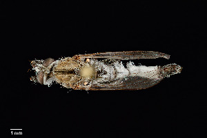  ( - UAIC1138492)  @11 [ ] by (2021) Wendy Moore University of Arizona Insect Collection