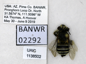  ( - UAIC1138502)  @11 [ ] by (2021) Wendy Moore University of Arizona, Insect Collection