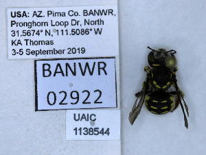  ( - UAIC1138544)  @11 [ ] by (2021) Wendy Moore University of Arizona, Insect Collection