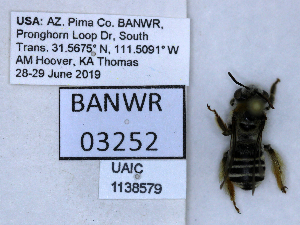  ( - UAIC1138579)  @11 [ ] by (2021) Wendy Moore University of Arizona, Insect Collection