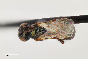  ( - UAIC1138601)  @11 [ ] by (2021) Wendy Moore University of Arizona Insect Collection