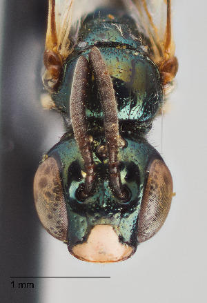  ( - UAIC1138601)  @11 [ ] by (2021) Wendy Moore University of Arizona Insect Collection