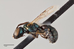  ( - UAIC1138601)  @11 [ ] by (2021) Wendy Moore University of Arizona Insect Collection