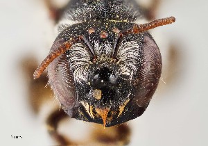  (Lithurgopsis echinocacti - UAIC1138602)  @11 [ ] by (2021) Wendy Moore University of Arizona Insect Collection