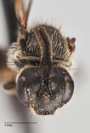  ( - UAIC1138632)  @11 [ ] by (2021) Wendy Moore University of Arizona Insect Collection