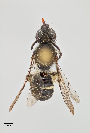  ( - UAIC1138636)  @11 [ ] by (2021) Wendy Moore University of Arizona Insect Collection