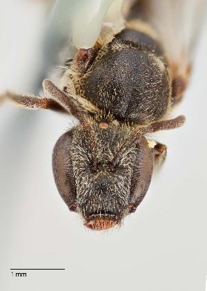  (Lasioglossum desertum - UAIC1138640)  @11 [ ] by (2021) Wendy Moore University of Arizona Insect Collection