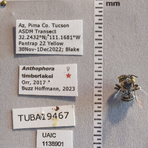 (Anthophora timberlakei - UAIC1138901)  @11 [ ] CC BY (2025) Arizona-Sonora Desert Museum Arizona-Sonora Desert Museum