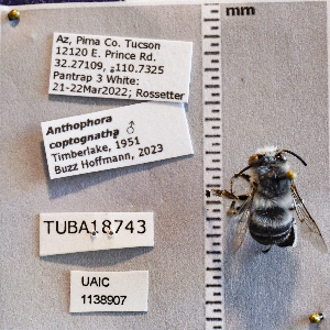  (Anthophora coptognatha - UAIC1138907)  @11 [ ] CC BY (2025) Arizona-Sonora Desert Museum Arizona-Sonora Desert Museum