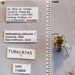  (Anthophora vallorum - UAIC1138909)  @11 [ ] CC BY (2025) Arizona-Sonora Desert Museum Arizona-Sonora Desert Museum