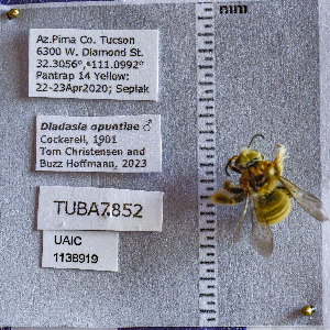  ( - UAIC1138919)  @11 [ ] CC BY (2025) Arizona-Sonora Desert Museum Arizona-Sonora Desert Museum