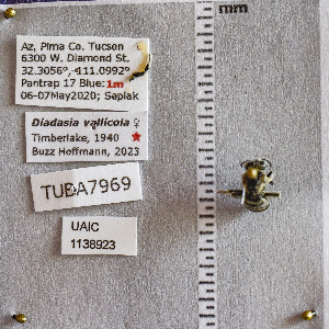  ( - UAIC1138923)  @11 [ ] CC BY (2025) Arizona-Sonora Desert Museum Arizona-Sonora Desert Museum