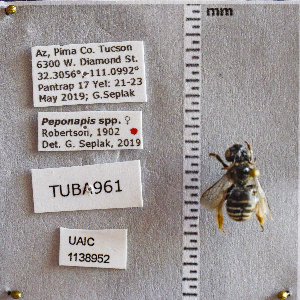  (Peponapis - UAIC1138952)  @11 [ ] CC BY (2025) Arizona-Sonora Desert Museum Arizona-Sonora Desert Museum