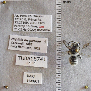  ( - UAIC1138981)  @11 [ ] CC BY (2025) Arizona-Sonora Desert Museum Arizona-Sonora Desert Museum