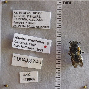  ( - UAIC1138982)  @11 [ ] CC BY (2025) Arizona-Sonora Desert Museum Arizona-Sonora Desert Museum