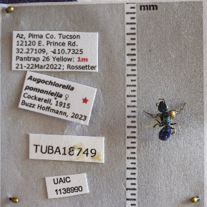  ( - UAIC1138990)  @11 [ ] CC BY (2025) Arizona-Sonora Desert Museum Arizona-Sonora Desert Museum