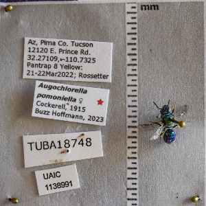  ( - UAIC1138991)  @11 [ ] CC BY (2025) Arizona-Sonora Desert Museum Arizona-Sonora Desert Museum