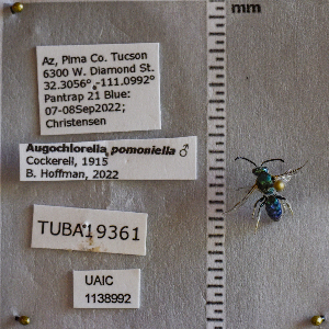  ( - UAIC1138992)  @11 [ ] CC BY (2025) Arizona-Sonora Desert Museum Arizona-Sonora Desert Museum