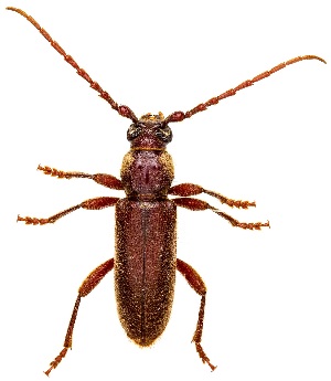  ( - UAIC1139037)  @11 [ ] Copyright  Salvador Vitanza Unspecified