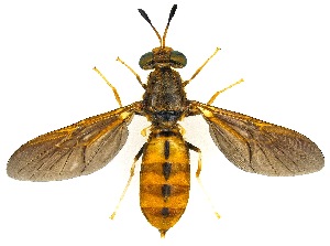  (Hermetia concinna - UAIC1139042)  @11 [ ] Copyright  Salvador Vitanza Unspecified