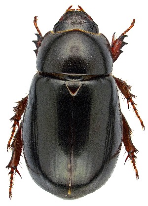  ( - UAIC1139086)  @11 [ ] Copyright  Salvador Vitanza Unspecified