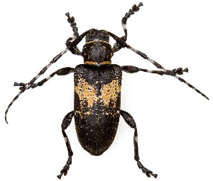  ( - UAIC1139087)  @11 [ ] Copyright  Salvador Vitanza Unspecified