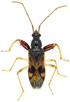  (Pseudopamera nitidula - UAIC1139143)  @11 [ ] Copyright  Salvador Vitanza Unspecified