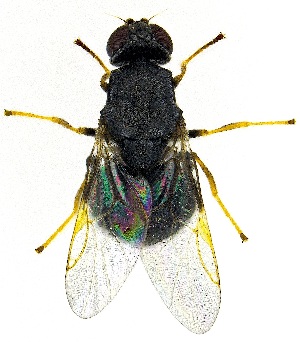  ( - UAIC1139155)  @11 [ ] Copyright  Salvador Vitanza Unspecified