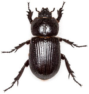  ( - UAIC1139158)  @11 [ ] Copyright  Salvador Vitanza Unspecified