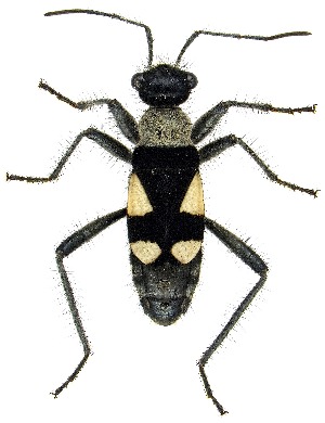  (Arhaphe arguta - UAIC1139190)  @11 [ ] Copyright  Salvador Vitanza Unspecified