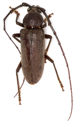  ( - UAIC1139208)  @11 [ ] Copyright  Salvador Vitanza Unspecified